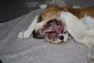 Welpengebiss und Scherengebiss eines erwachsenen Beagles